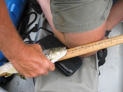 Watauga Float Trip  59  - Over 12 inch Brown Trout
